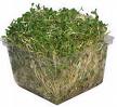 Alfalfa Sprouts