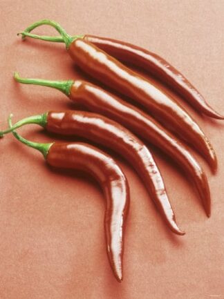 Chilli Long Red - 100g