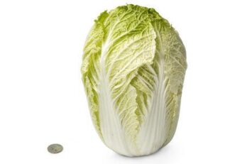 Cabbage Chinese - each