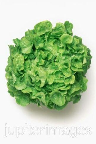 Lettuce - Green Oak