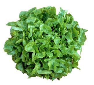 Lettuce - Green Oak