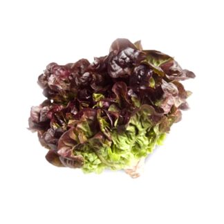 Lettuce - Red Oak
