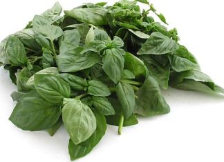 Basil