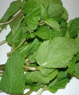 Mint