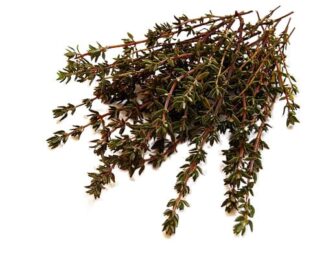 Thyme